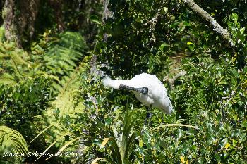 White Heron Sanctuary