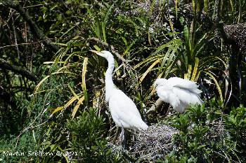 White Heron sanctuary