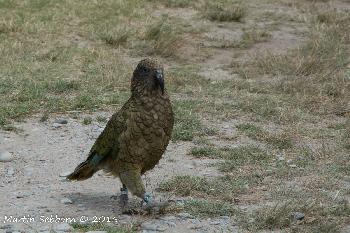 Kea