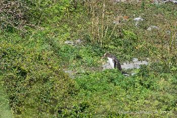 The rare Yellow-eyed Penguin