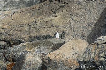Great Crested Penguins