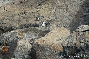 Fjordland Crested Penguins