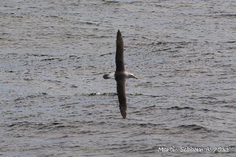 Bullers Albatross