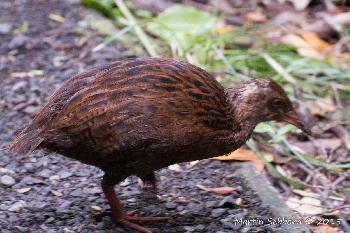 Weka