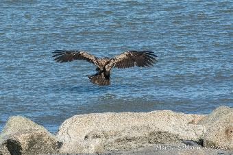 Young Bald Eagle