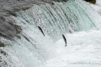 The Salmon had just started jumping