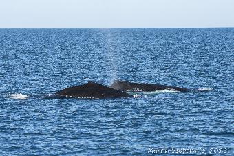 Humpback whale and calf