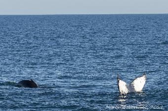 And calf swimming round