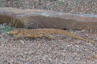 Native iguana around the campsite - about 1.5 metres long