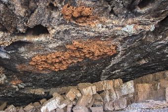 Cave used by prehistoric Aborigines, now used by Mud Swallows!