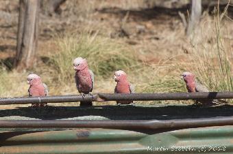 Some parrots!