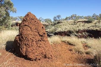 Termite mounds everywhere