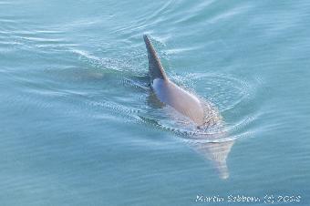 Close to dolphin