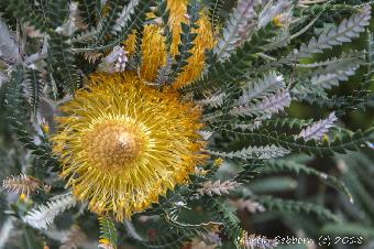 Amazing wildflowers