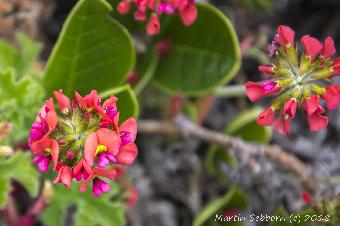 Amazing wildflowers