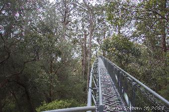 The over-rated and expensive tree top walk in the Valley of the Giant