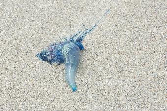 No idea, but there were lots on the beach...