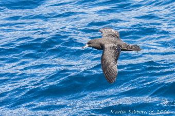 Shearwater in flight