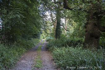 Woods at Longleat