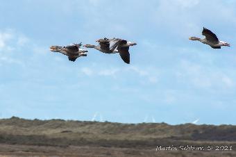 Greylags in flight