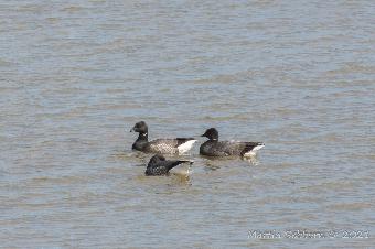 Brent Geese