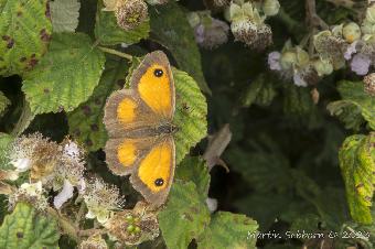 Hedge Brown Butterfly