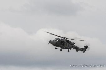 Wildcat